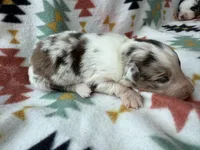 Slurpee- RMF, a female Australian Shepherd for sale in Wirtz, VA – Photo 4 of 6