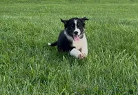 BTM- READY TO GO, a male Australian Shepherd for sale in Wirtz, VA – Photo 10 of 10