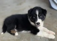 BTM- READY TO GO, a male Australian Shepherd for sale in Wirtz, VA – Photo 5 of 10
