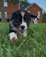 BTM- READY TO GO, a male Australian Shepherd for sale in Wirtz, VA – Photo 4 of 10