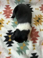 BTM- READY TO GO, a male Australian Shepherd for sale in Wirtz, VA – Photo 7 of 10