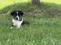 BTM- READY TO GO, a male Australian Shepherd for sale in Wirtz, VA – Photo 1 of 10