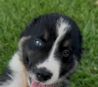 BTM- READY TO GO, a male Australian Shepherd for sale in Wirtz, VA – Photo 3 of 10