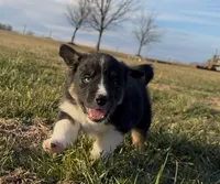 Sutton, a male Australian Shepherd for sale in Wirtz, VA – Photo 3 of 7