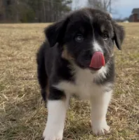 Sutton, a male Australian Shepherd for sale in Wirtz, VA – Photo 2 of 7