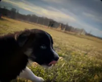 Sutton, a male Australian Shepherd for sale in Wirtz, VA – Photo 5 of 7