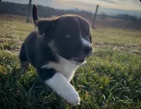 Sutton, a male Australian Shepherd for sale in Wirtz, VA – Photo 4 of 7