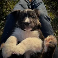 Sutton, a male Australian Shepherd for sale in Wirtz, VA – Photo 7 of 7