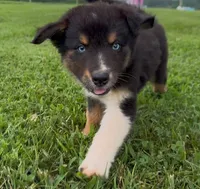BTM- READY TO GO, a male Australian Shepherd for sale in Wirtz, VA – Photo 10 of 10