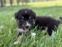 BTM- READY TO GO, a male Australian Shepherd for sale in Wirtz, VA – Photo 7 of 10