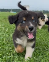 BTM- READY TO GO, a male Australian Shepherd for sale in Wirtz, VA – Photo 3 of 10
