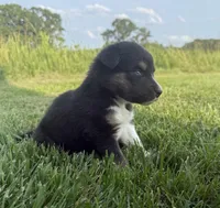 BTM- READY TO GO, a male Australian Shepherd for sale in Wirtz, VA – Photo 8 of 10