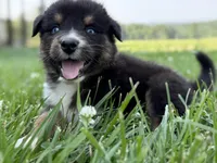 BTM- READY TO GO, a male Australian Shepherd for sale in Wirtz, VA – Photo 4 of 10
