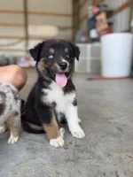 BTM- READY TO GO, a male Australian Shepherd for sale in Wirtz, VA – Photo 1 of 10