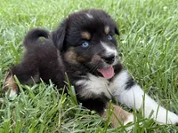 BTM- READY TO GO, a male Australian Shepherd for sale in Wirtz, VA – Photo 5 of 10