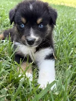 BTM- READY TO GO, a male Australian Shepherd for sale in Wirtz, VA – Photo 6 of 10