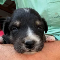 BTM- READY TO GO, a male Australian Shepherd for sale in Wirtz, VA – Photo 9 of 10