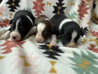 Slurpee-RTM, a male Australian Shepherd for sale in Wirtz, VA – Photo 2 of 6