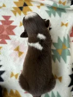 Slurpee-RTM, a male Australian Shepherd for sale in Wirtz, VA – Photo 5 of 6