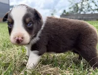 Slurpee-RTM, a male Australian Shepherd for sale in Wirtz, VA – Photo 6 of 6