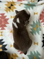 Slurpee-RTM, a male Australian Shepherd for sale in Wirtz, VA – Photo 3 of 6