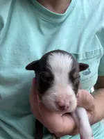 Slurpee-RTM, a male Australian Shepherd for sale in Wirtz, VA – Photo 4 of 6