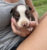 Slurpee-RTM, a male Australian Shepherd for sale in Wirtz, VA – Photo 1 of 6