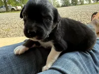 Sneaky- BTM2, a male Australian Shepherd for sale in Wirtz, VA – Photo 9 of 9