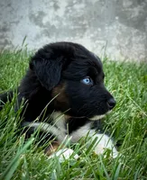 Sneaky- BTM2, a male Australian Shepherd for sale in Wirtz, VA – Photo 3 of 9