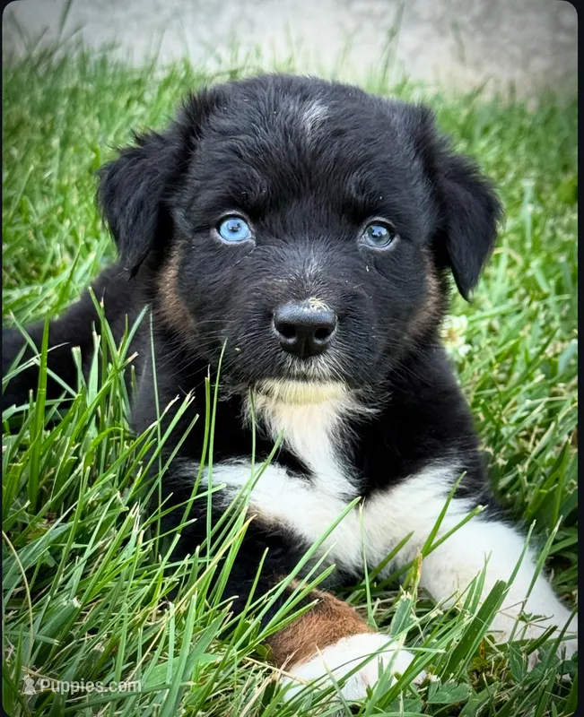 Sneaky- BTM2, a male Australian Shepherd for sale in Wirtz, VA – Photo 1 of 9