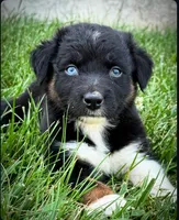 Sneaky- BTM2, a male Australian Shepherd for sale in Wirtz, VA – Photo 1 of 9