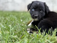 Sneaky- BTM2, a male Australian Shepherd for sale in Wirtz, VA – Photo 2 of 9
