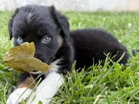 Sneaky- BTM2, a male Australian Shepherd for sale in Wirtz, VA – Photo 7 of 9
