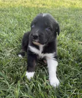 Sneaky- BTM2, a male Australian Shepherd for sale in Wirtz, VA – Photo 5 of 9