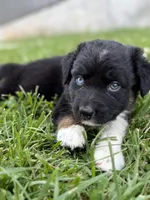 Sneaky- BTM2, a male Australian Shepherd for sale in Wirtz, VA – Photo 4 of 9
