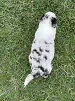 Slurpee BMF1, a female Australian Shepherd for sale in Wirtz, VA – Photo 6 of 9