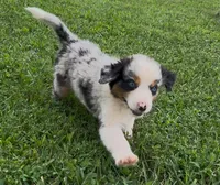 Slurpee BMF1, a female Australian Shepherd for sale in Wirtz, VA – Photo 8 of 9