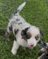 Slurpee BMF1, a female Australian Shepherd for sale in Wirtz, VA – Photo 9 of 9