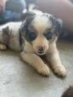 Slurpee BMF1, a female Australian Shepherd for sale in Wirtz, VA – Photo 3 of 9