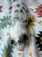 Slurpee BMF1, a female Australian Shepherd for sale in Wirtz, VA – Photo 7 of 9