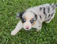 Slurpee BMF1, a female Australian Shepherd for sale in Wirtz, VA – Photo 1 of 9