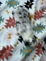 Slurpee BMF1, a female Australian Shepherd for sale in Wirtz, VA – Photo 5 of 9