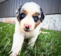 Slurpee BMF1, a female Australian Shepherd for sale in Wirtz, VA – Photo 4 of 9