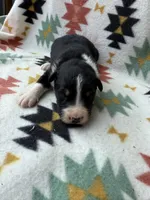 Slurpee- BTM1, a male Australian Shepherd for sale in Wirtz, VA – Photo 7 of 9