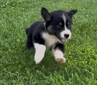 Slurpee- BTM1, a male Australian Shepherd for sale in Wirtz, VA – Photo 1 of 9