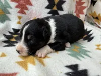 Slurpee- BTM1, a male Australian Shepherd for sale in Wirtz, VA – Photo 9 of 9