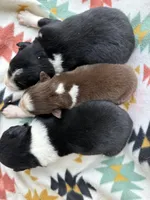 Slurpee- BTM1, a male Australian Shepherd for sale in Wirtz, VA – Photo 8 of 9