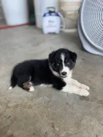 Slurpee- BTM1, a male Australian Shepherd for sale in Wirtz, VA – Photo 4 of 9