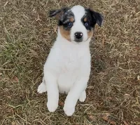Sassy, a female Australian Shepherd for sale in Wirtz, VA – Photo 3 of 10