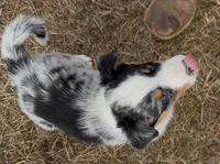 Sassy, a female Australian Shepherd for sale in Wirtz, VA – Photo 10 of 10
